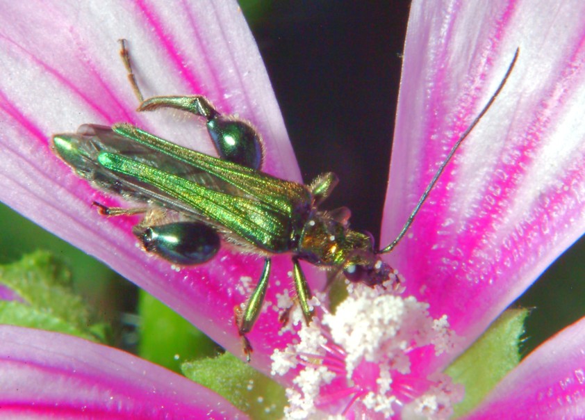 Macrofotografia (anche per micologi)